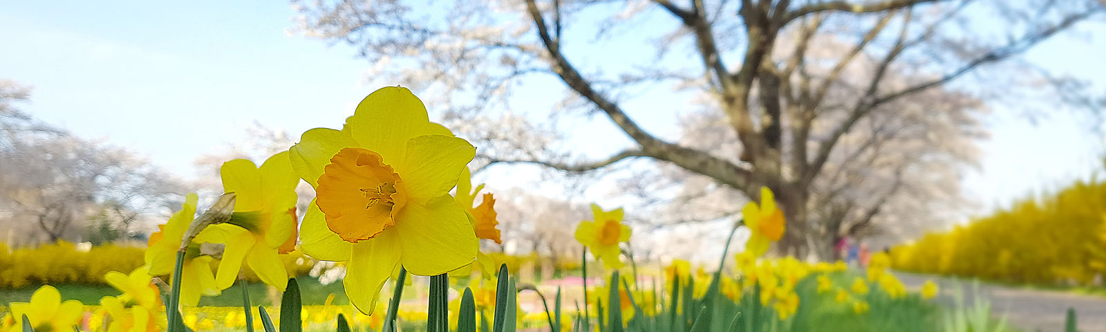 시로이시데이 투어