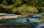 Penjing Pool