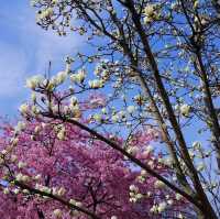 Best Places to See Spring Blossoms in SH