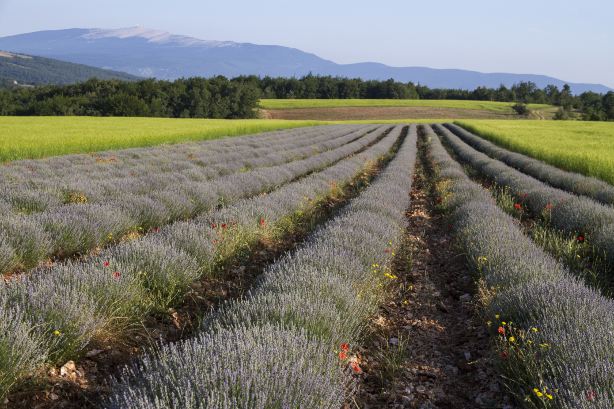 Mount Ventoux
