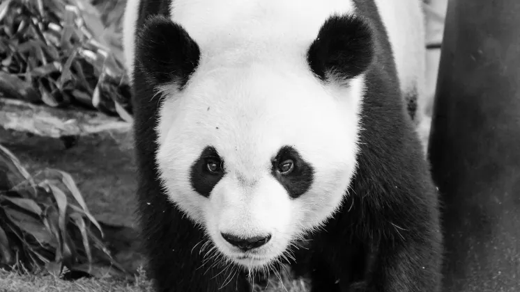 Отзывы об отеле The Soho Hotel