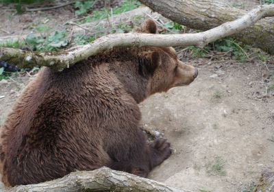 伯爾尼熊公園