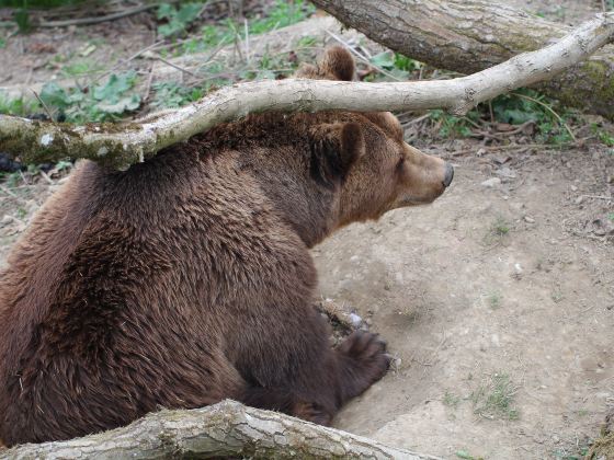 伯爾尼熊公園