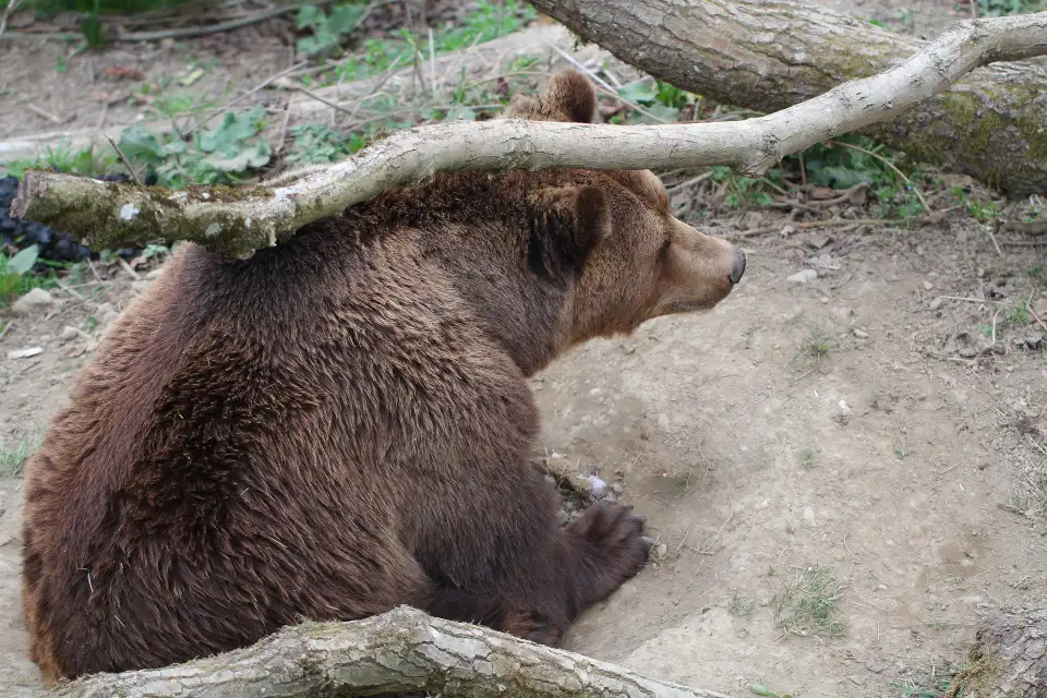 5_BearPark
