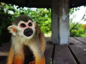 Swan Lake Animal Park