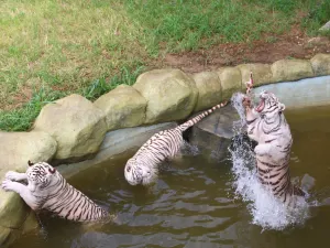 Yancheng Safari Park