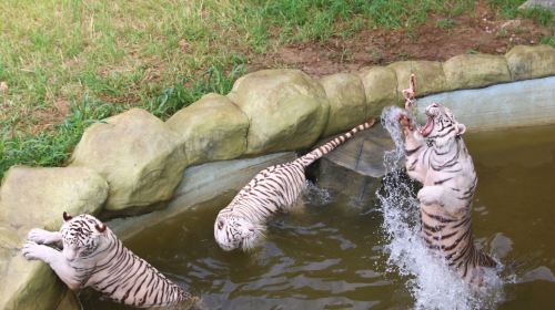 淹城野生動物世界