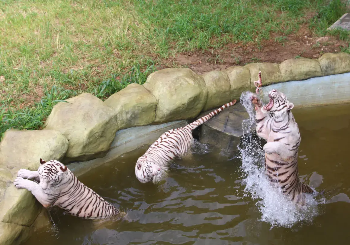 2_淹城野生動物世界