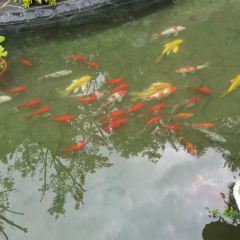 Quyuan Teahouse(Songcheng Branch) ảnh của người dùng