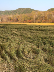 Tianbei Malugoufurong Ecology Farm