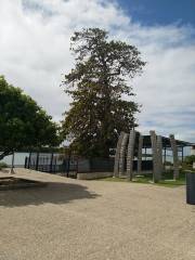 The Leichhardt Tree