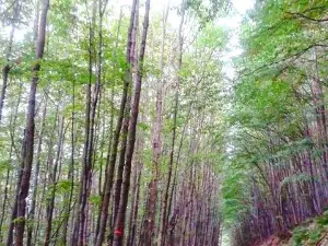 Park Forest Jankovac
