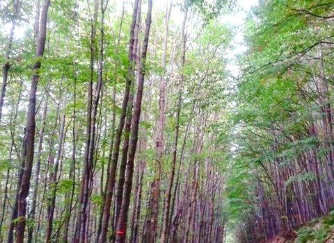 Park Forest Jankovac