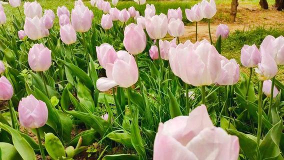 Hohhot Botanical Garden
