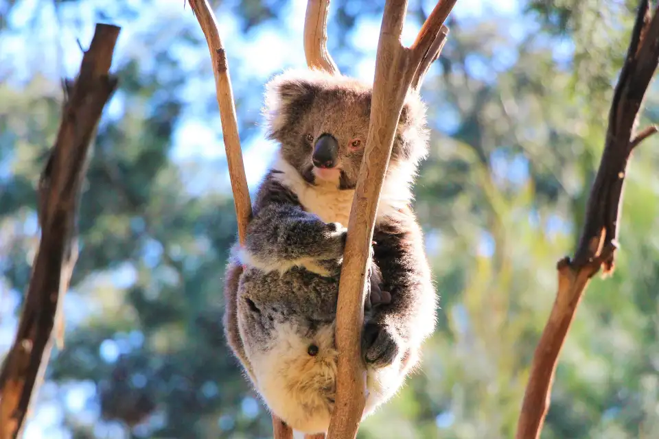 5_Melbourne Zoo