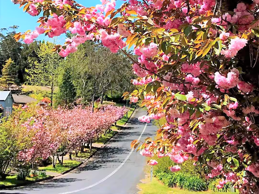 Popular Spring Outings in Katoomba