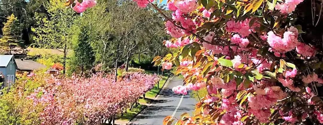 Blumenschau Attraktionen