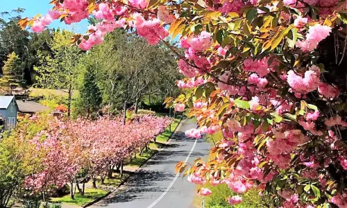 Leura