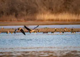 Shenyang Bird Island