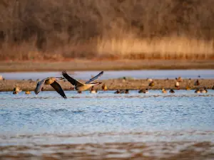 심양 조도(새섬)