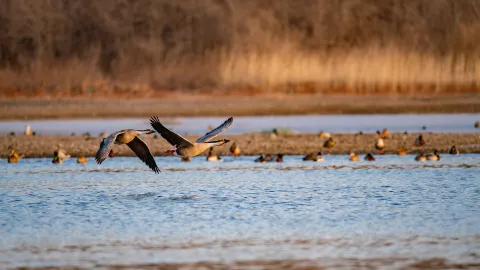 Shenyang Bird Island attraction in Shenyang