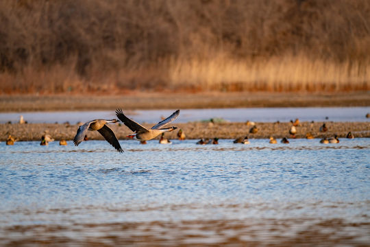 เกาะนกเสิ่นหยาง