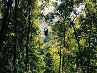 Zip-lining at the Gibbon Experience