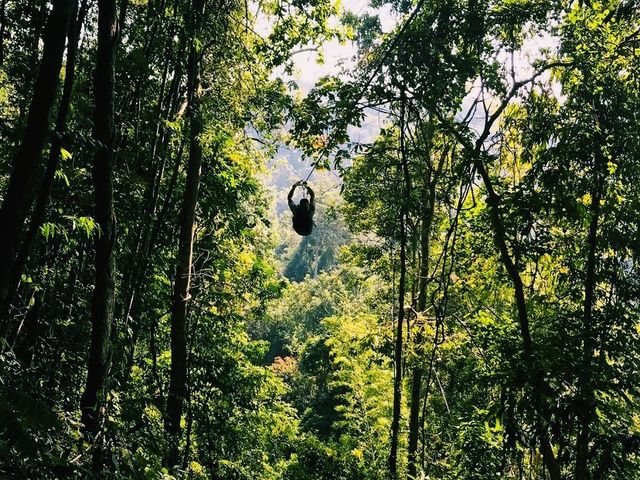 Zip-lining at the Gibbon Experience