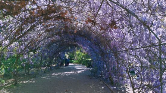 每年九月，在蓝花楹还没盛开时，紫藤花却慢慢的绽放。在阿德莱德