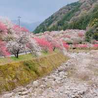 旅行|花桃の里(長野県阿智村)