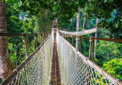 Xishuangbanna tropical rainforest scenic national parks Shorea