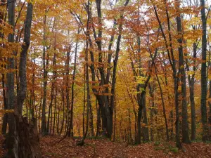 Dakedai Nature Observation Woods