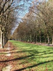 Forest of Fontainebleau