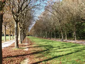 Forest of Fontainebleau