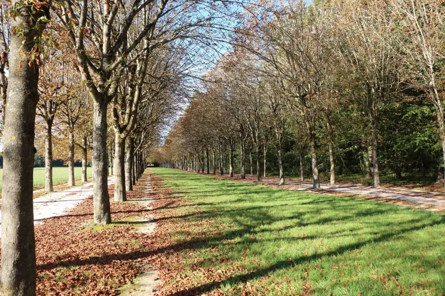 Forest of Fontainebleau