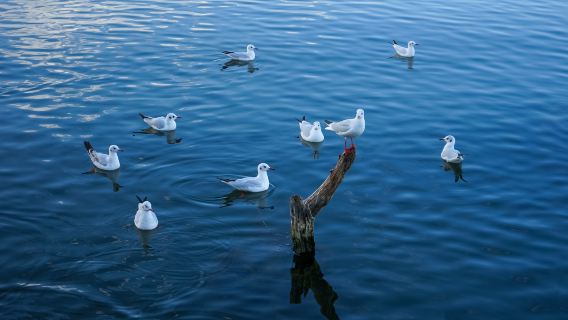 Zurich + Tasik Lucerne + Moschl + Vitznau