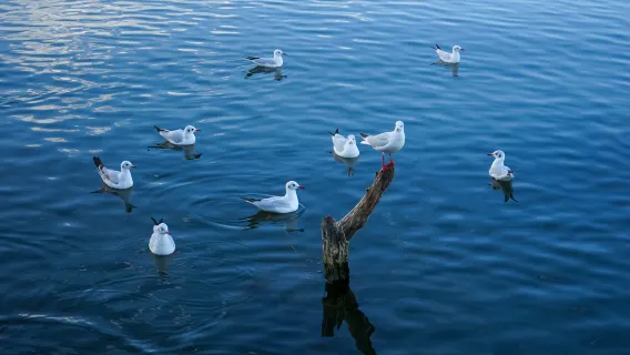 Zurigo + Lago dei Quattro Cantoni + Moschl + Vitznau