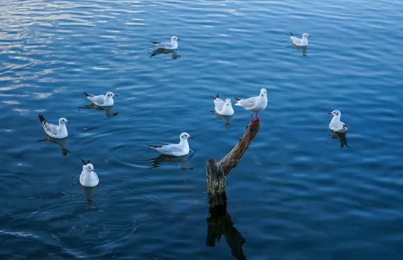 蘇黎世+盧塞恩湖+摩斯格+菲茨瑙【私人專線】