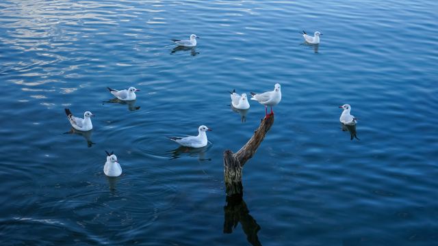 Zurich + Lake Lucerne + Mosg + Vitznau [Private Line]