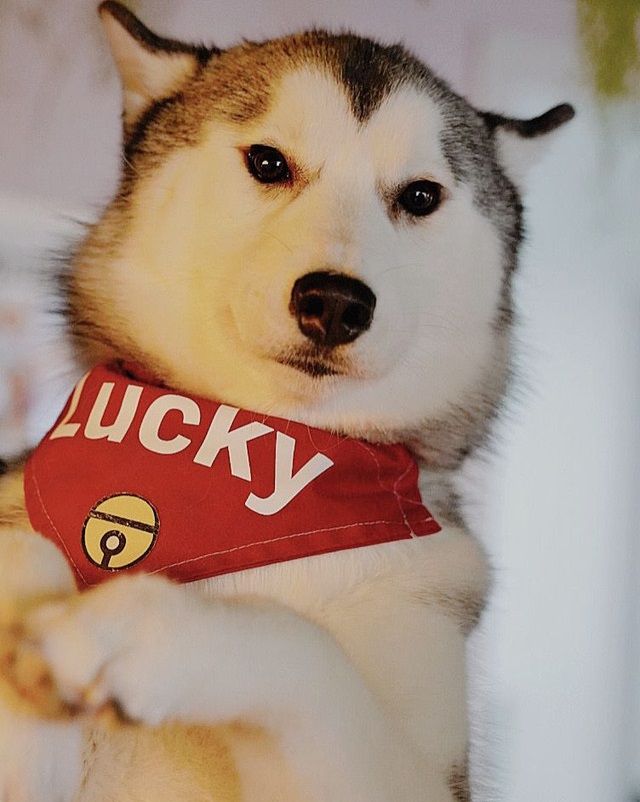 Shanghai’s Husky Experience Center