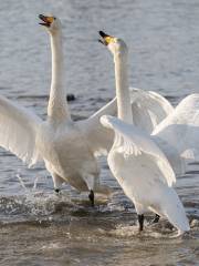 Yishu Island Migratory Park