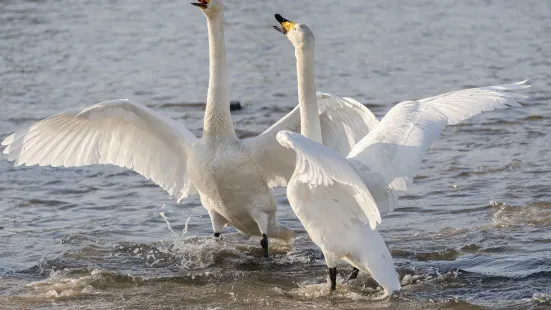 Yishu Island Migratory Park