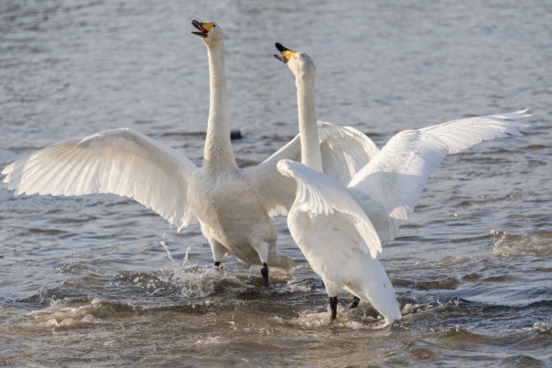 Yishu Island Migratory Park