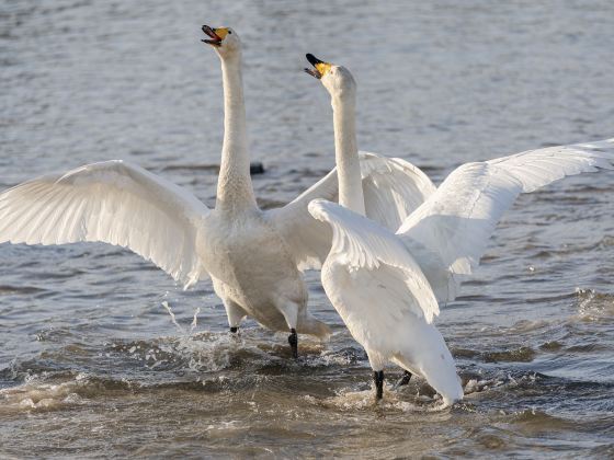 Yishu Island Migratory Park