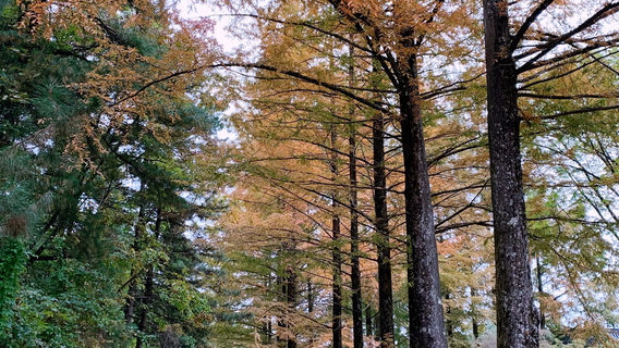 Maijishan Botanical Garden