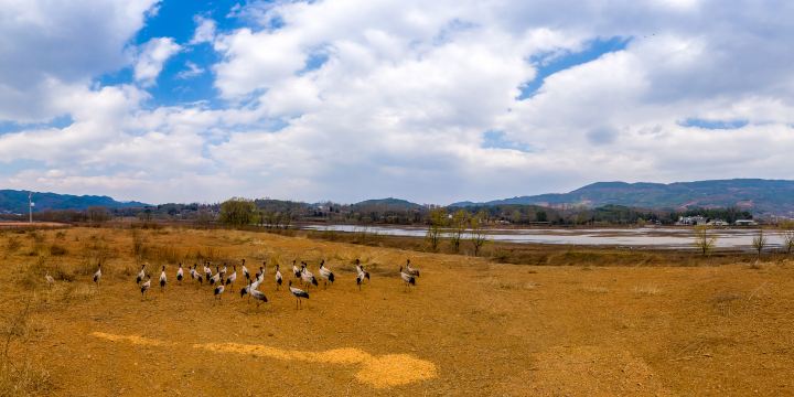 Daqiao National Grusnigricollis Natural Reserve