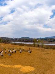 Daqiao National Grusnigricollis Natural Reserve