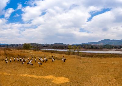 Daqiao National Grusnigricollis Natural Reserve