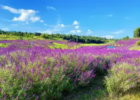 華僑城雲端花海