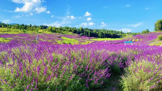 華僑城雲端花海